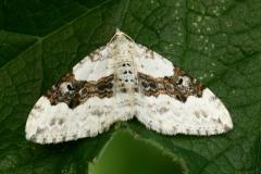 Silver-ground Carpet - Xanthorhoe montanata