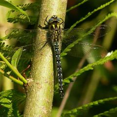 Hairy Dragonfly - Brachytron pratense