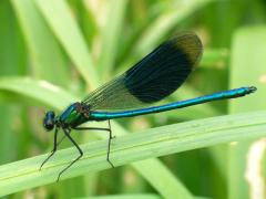 Banded Demoiselle