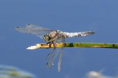 Black-tailed Skimmer