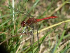 Sympetrum sanguineum