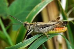 Common Field Grasshopper