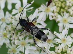 Anaglyptus mysticus, longhorn beetle, cerambycidae
