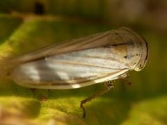 Athysanus argentarius