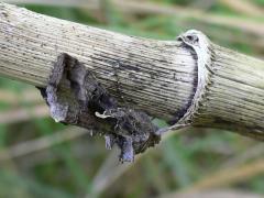 Silver Y - Autographa gamma