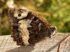 Great Banded Grayling
