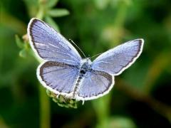 Short-tailed Blue - Cupido argiades