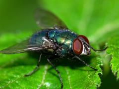 Greenbottle - Lucilia caesar