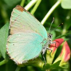 Callophrys rubi