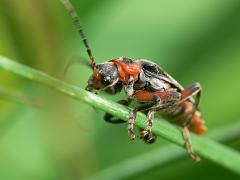 Soldier beetle - Cantharis rustica