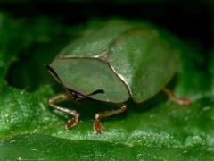 Green Tortoise Beetle Cassida viridis