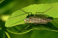 Female midge (Chironomidae)
