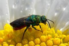 Ruby-tailed Wasp - Chrysis sp