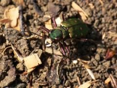 Cicindela campestri