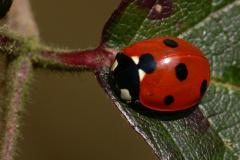 7-Spot Ladybird - Coccinella septempunctata