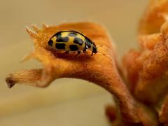14-spot ladybird - Propylea 14-punctata