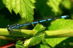 Azure Damselfly Coenagrion puella