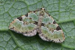 Green Carpet moth, Colostygia pectinataria