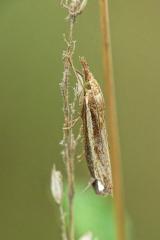 Crambus lathoniellus