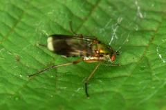 Poecilobothrus nobilitatus