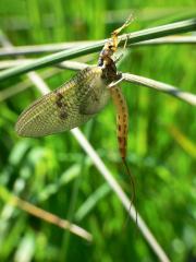 Mayfly - Ephemera danica 