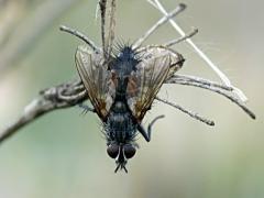 A parasitic fly