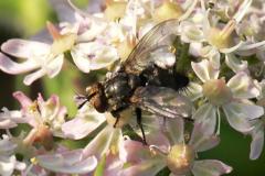 Exorista rustica agg