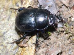 Dor Beetle