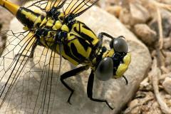 Large Pincertail (Blue-eyed Hooktail) Onychogomphus uncatus