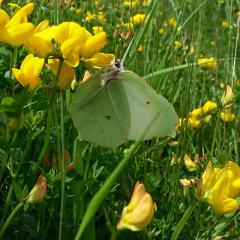 Gonepteryx rhamni
