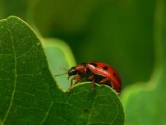 Gonioctena decemnotata