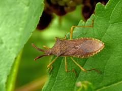 Gonocerus acuteangulatus