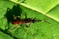 Ichneumon sp