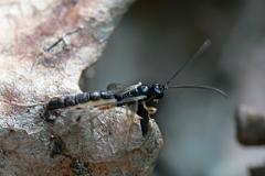 Ichneumon