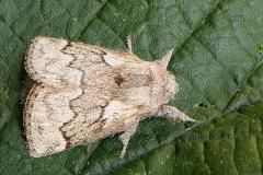 Drinker Moth caterpillar - Philudoria potatoria.