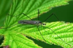 Limoniidae sp.
