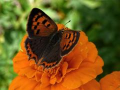 Lycaena phlaeas