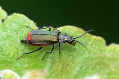 Malachite Beetle - Malachius bipustulatus