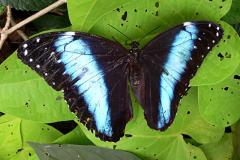 Morpho peleides