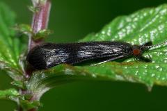 Mystacides Caddisfly Trichoptera.