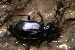 Nebria brevicollis