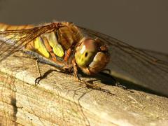 Common darter - Sympetrum striolatum, Dragonfly