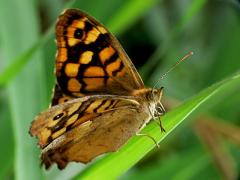 Pararge aegeria aegeria