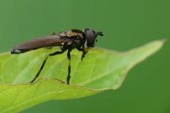 Pyrophaena granditarsus