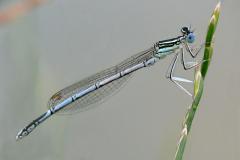 Platycnemis pennipes