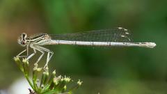 Platycnemis pennipes white-legged damselfly