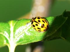 Propylea quatuordecimpunctata