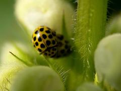 22-spotted ladybird