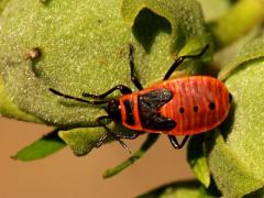 Pyrrhocoris apterus nymph