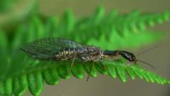 Snakefly (Raphidioptera)